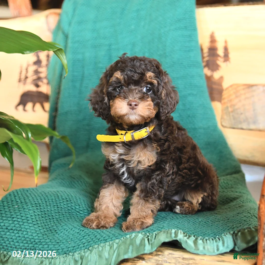 Cockapoo dogs for sale: Meadow - Ad 3