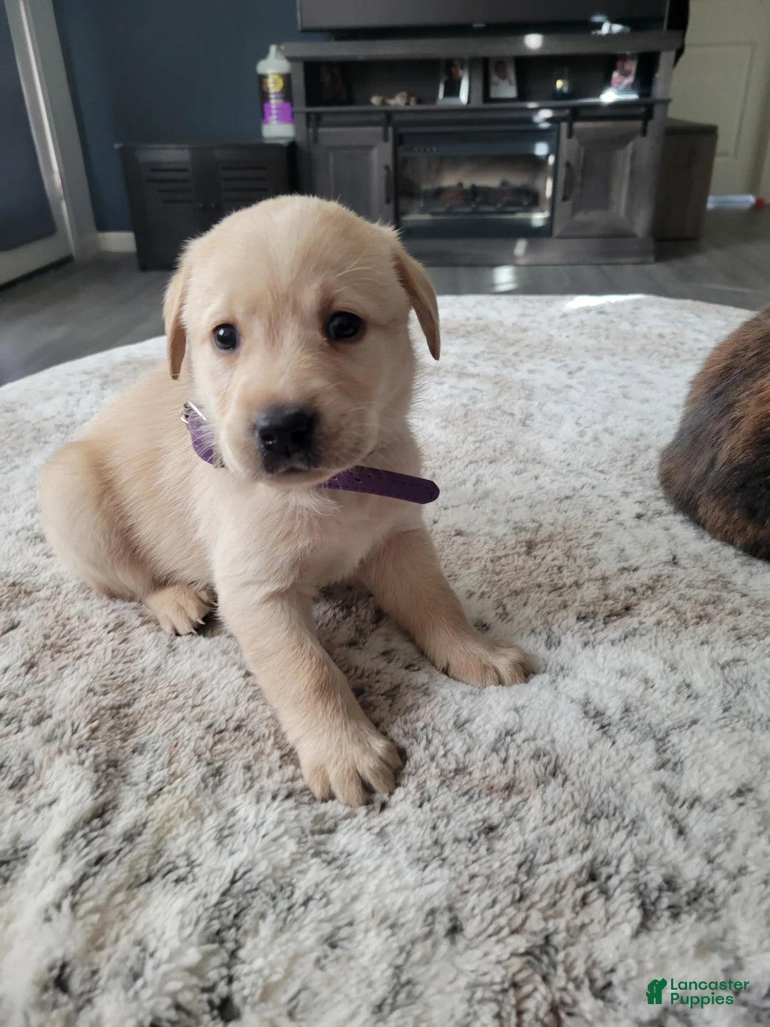 Labrador Retriever dogs for sale: Labrador Retriever Puppy 7 - Ad 2