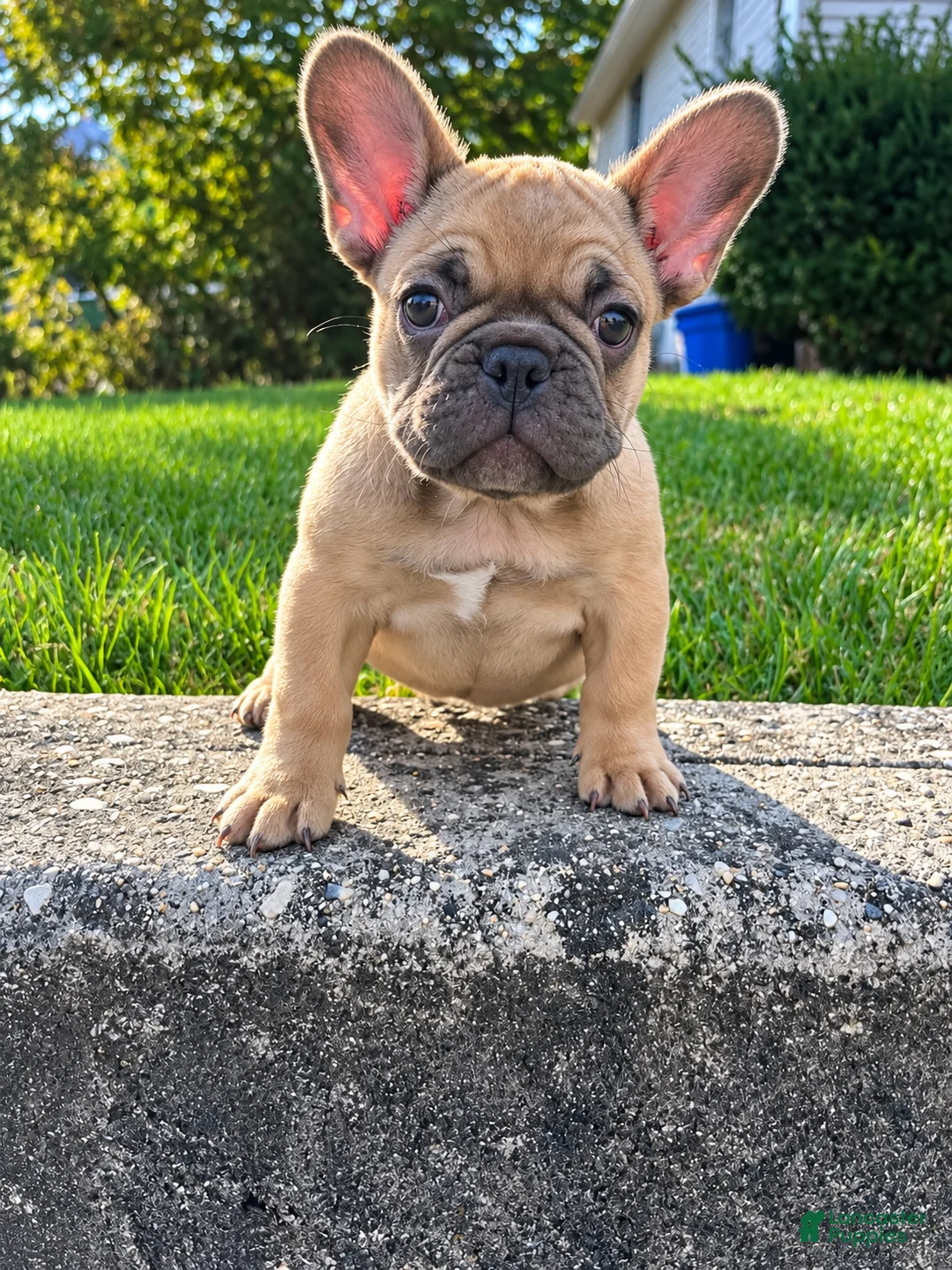 French Bulldog dogs for sale: French Bulldog 1 - Ad 1