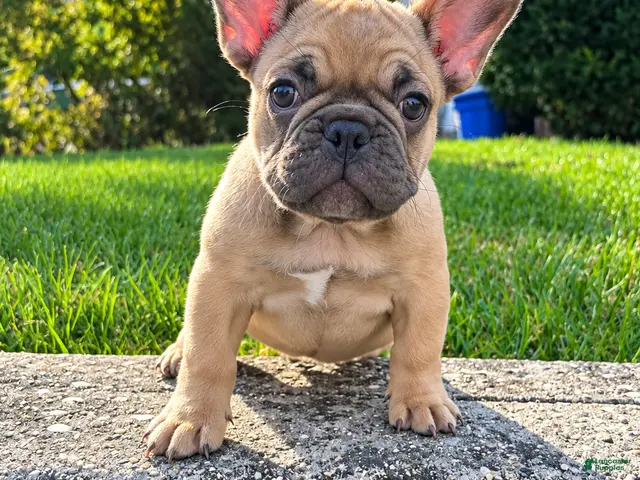 French Bulldog dogs for sale: French Bulldog 1 - Ad 1