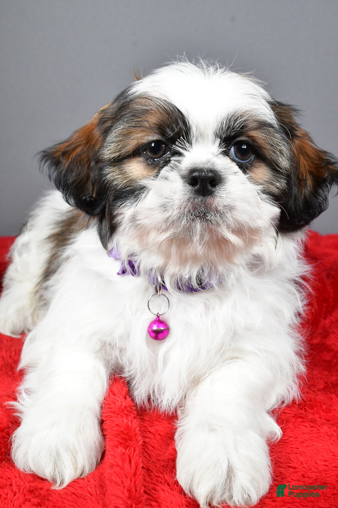 Shih Tzu dogs for sale: Bailey - Ad 2