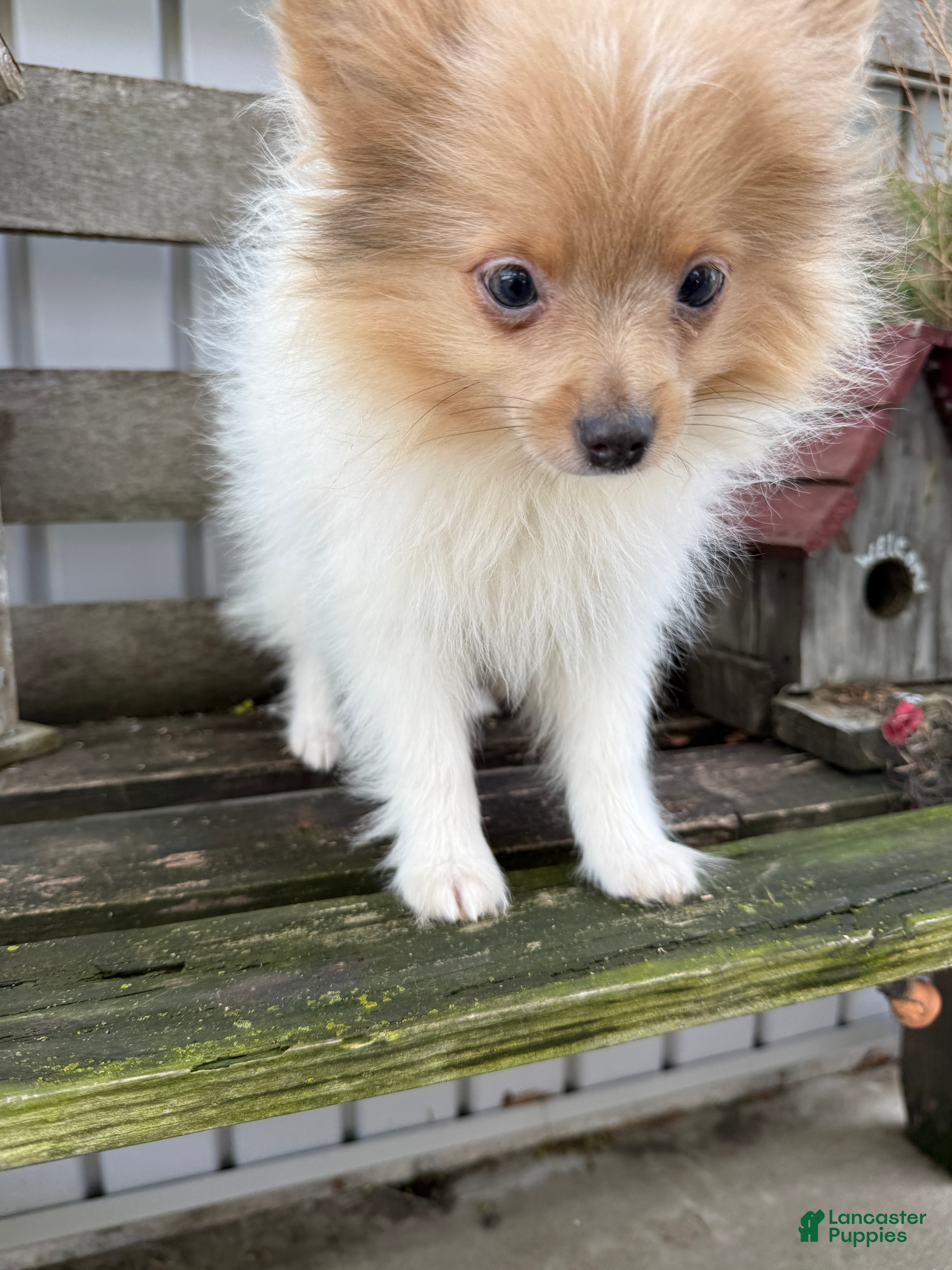 Pomeranian dogs Tommy - Ad 1