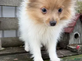 Pomeranian dogs for sale: Tommy - Ad 2