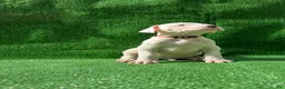 Dogo Argentino dogs for sale: Orange  - Ad 3