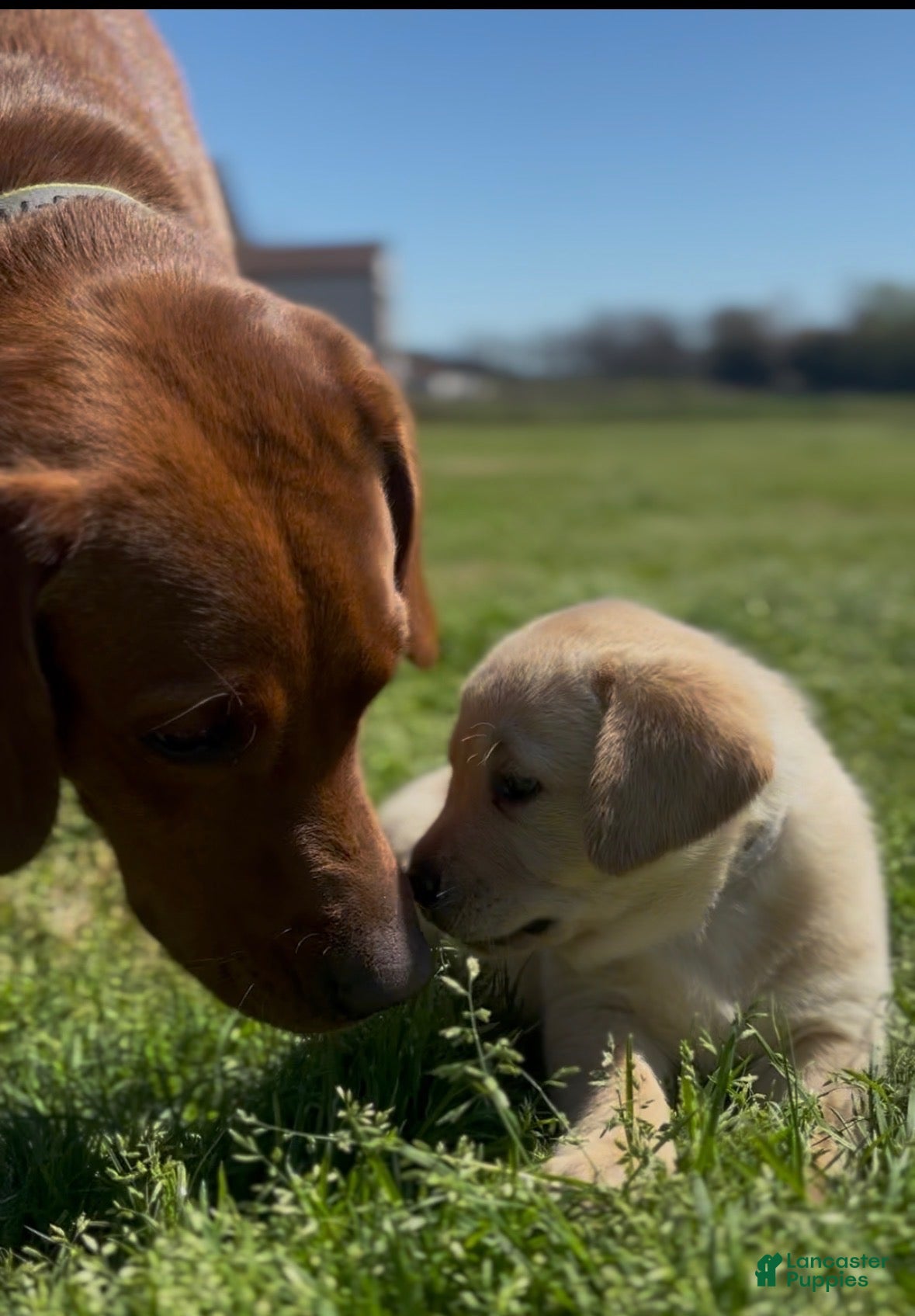 Labrador Retriever dogs Labrador Retriever Puppy 4 - Ad 1