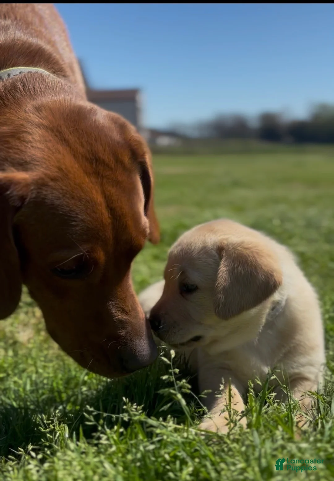 Labrador Retriever dogs for sale: Labrador Retriever Puppy 4 - Ad 1