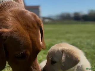 Labrador Retriever dogs for sale: Labrador Retriever Puppy 4 - Ad 1