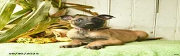 Belgian Malinois dogs for sale: Pearl  - Ad 18