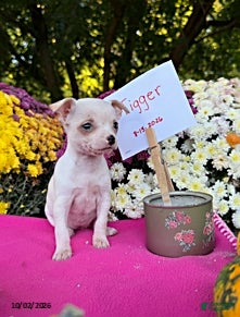 Chihuahua dogs Tigger - Ad 1