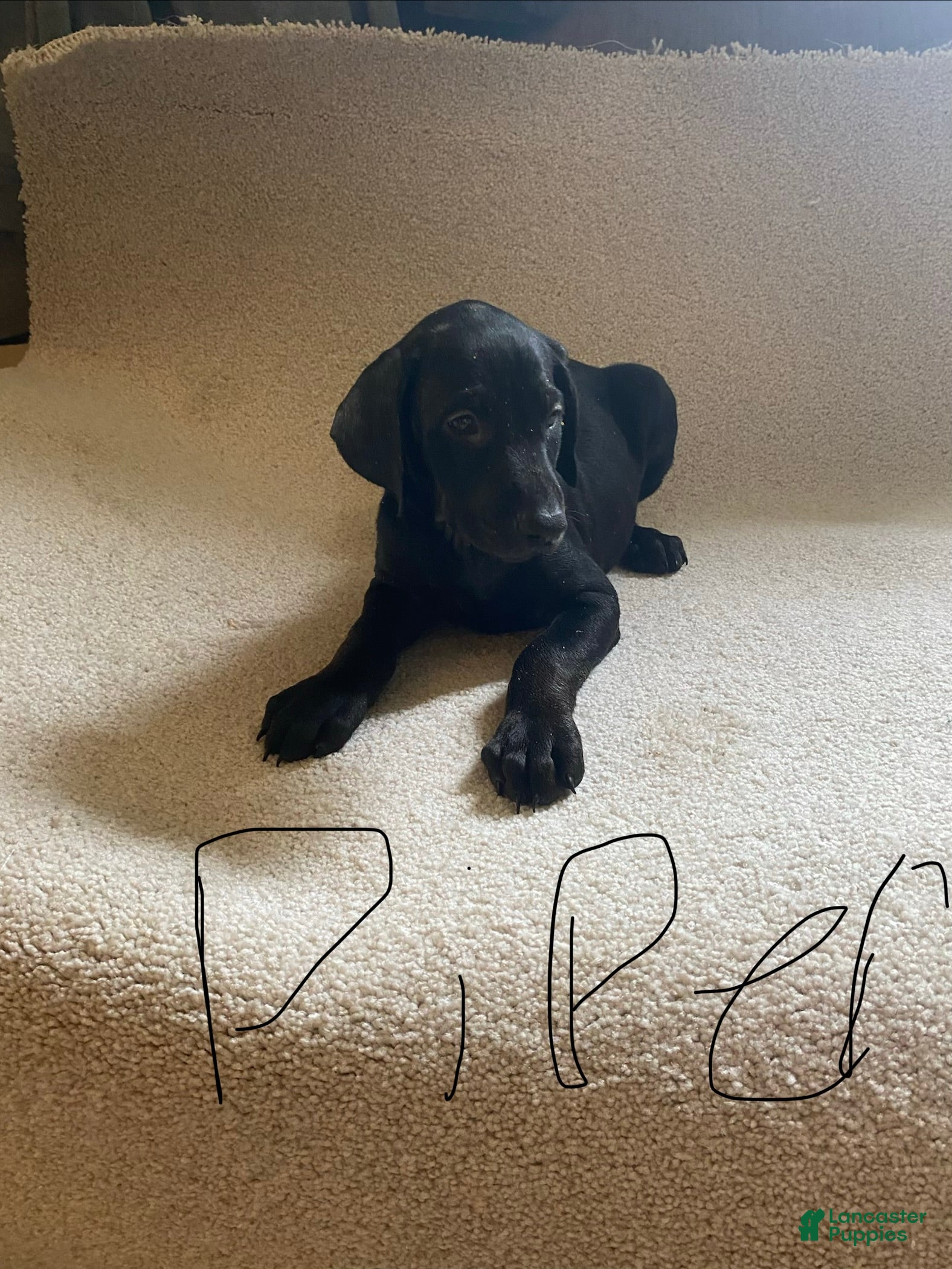 Doberman Pinscher dogs Doberman Pinscher Puppy 6 - Ad 35