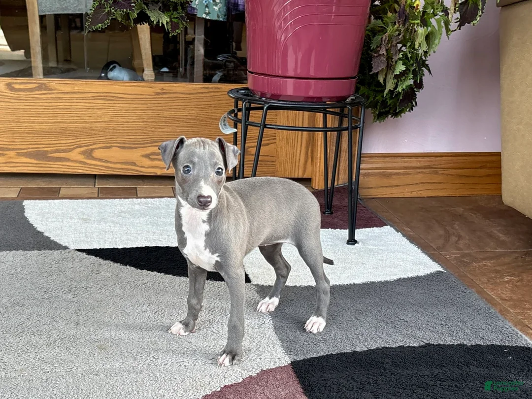 Italian Greyhound dogs for sale: Sonya - Ad 3