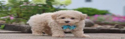 Maltipoo dogs for sale: Noah - Ad 5