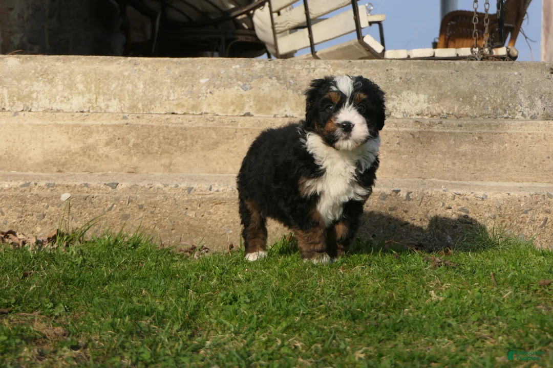 Mini Bernedoodle dogs for sale: Mini Bernedoodle Ryder - Ad 2