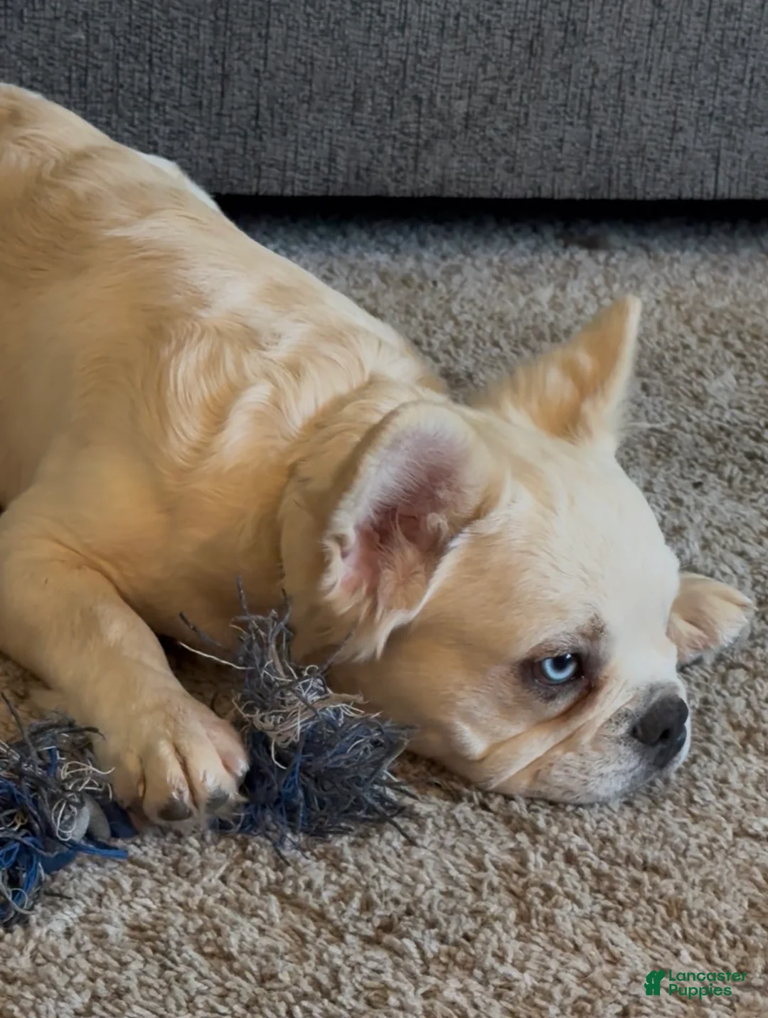 French Bulldog dogs for sale: Pluto- cream Merle 1 blue eye - Ad 1