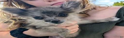 Pomeranian dogs for sale: Wingnut - Ad 8