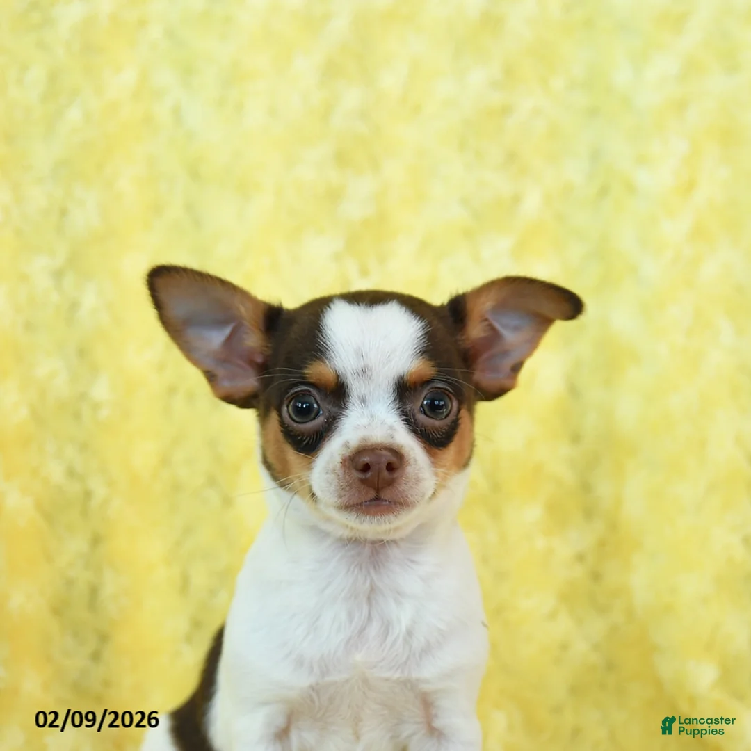 Chihuahua dogs for sale: Hershey - Ad 5