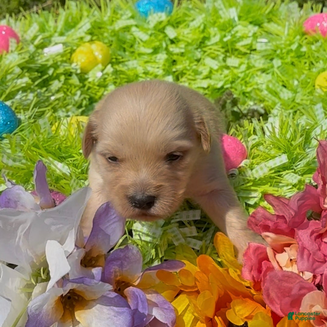 Mini Goldendoodle dogs Blossom  - Ad 2