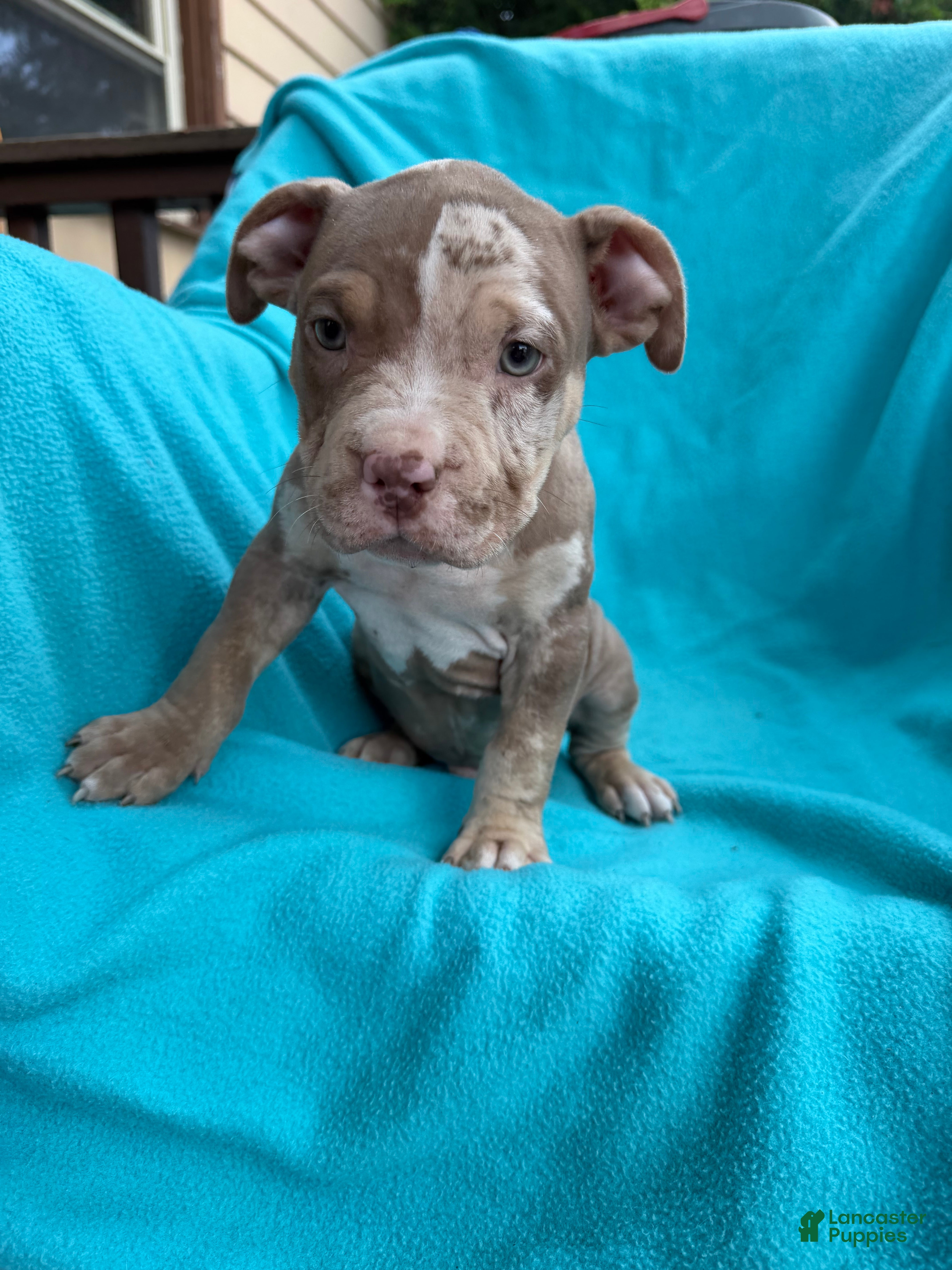 American Bully dogs Riot - Ad 1
