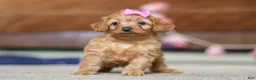 Cavapoo dogs for sale: Alexa - Ad 7