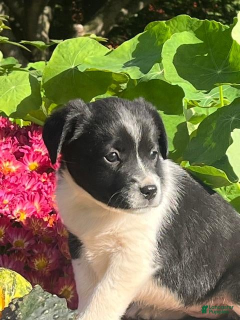 Mixed Breed dogs for sale: Reilly - Ad 30