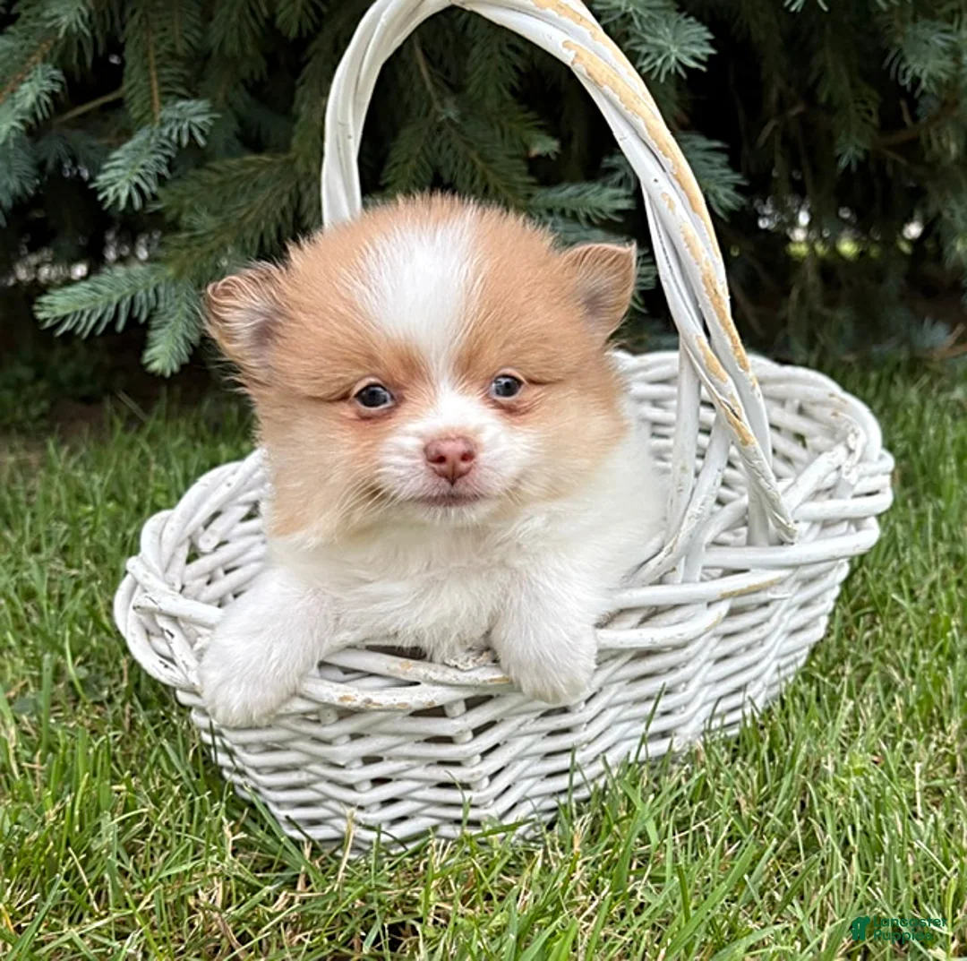 Pomeranian dogs for sale: Kipp - Ad 2