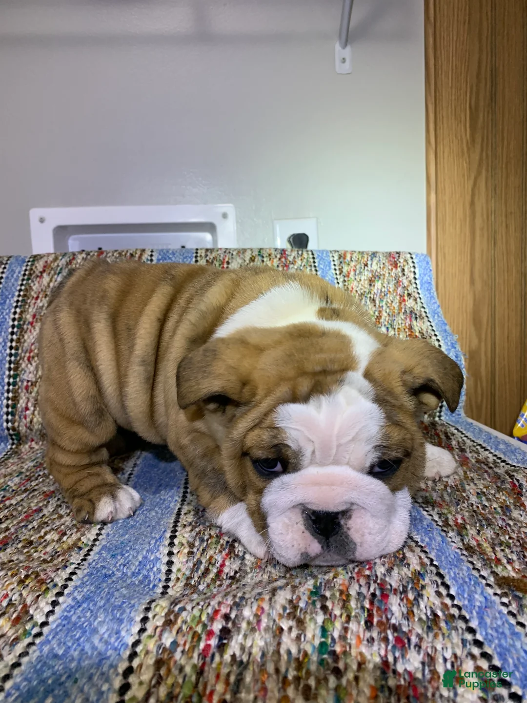 Mixed Breed dogs for sale: Bo - Ad 4