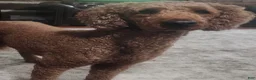 Goldendoodle dogs for sale: Savannah - Ad 3