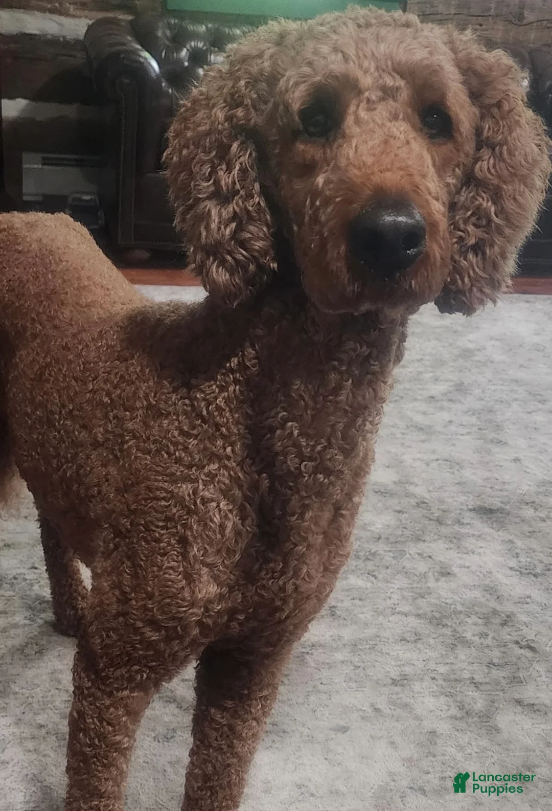 Goldendoodle dogs for sale: Savannah - Ad 3