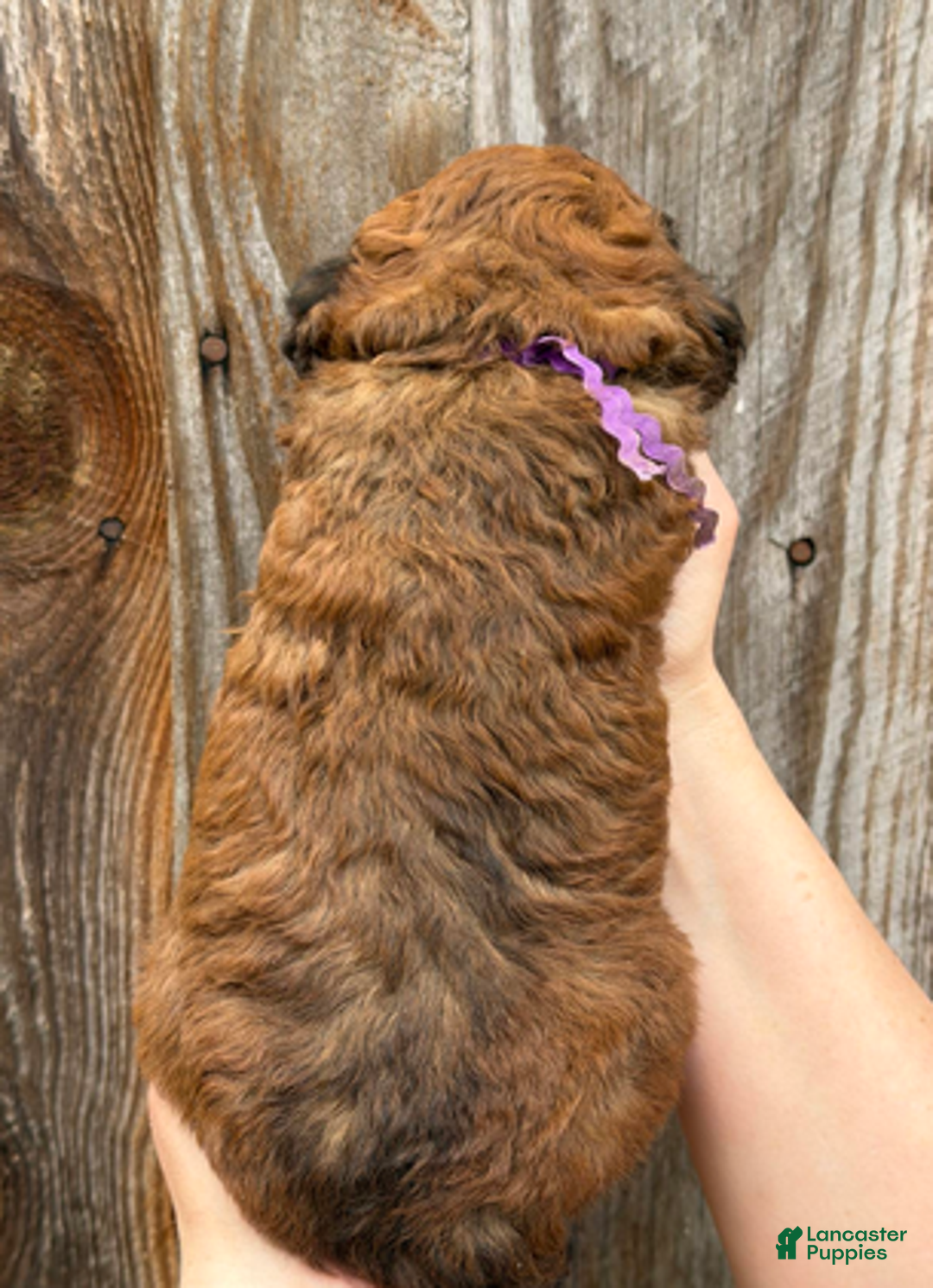 Goldendoodle dogs for sale: Purple Collar Girl - Ad 6