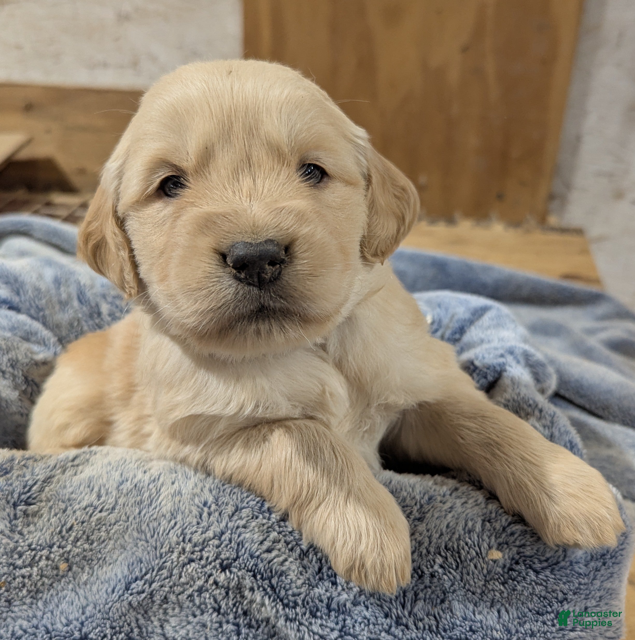 Golden Retriever dogs Duke  - Ad 18