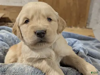 Golden Retriever dogs Duke - Ad 18