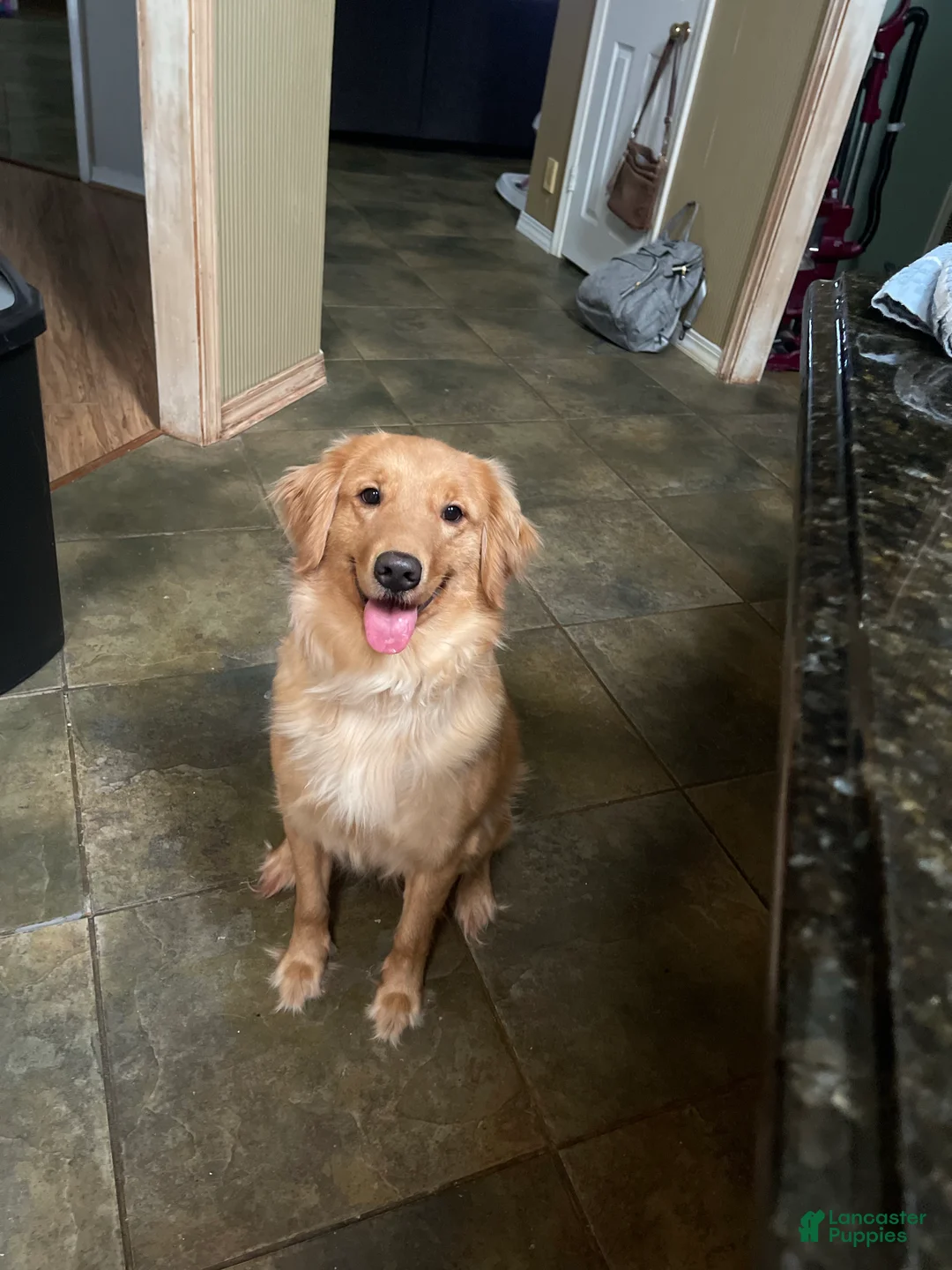 Goldendoodle dogs for sale: Light Blue Collar Female - Ad 5