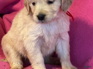 Golden Retriever dogs Burgundy female- Penny - Ad 7