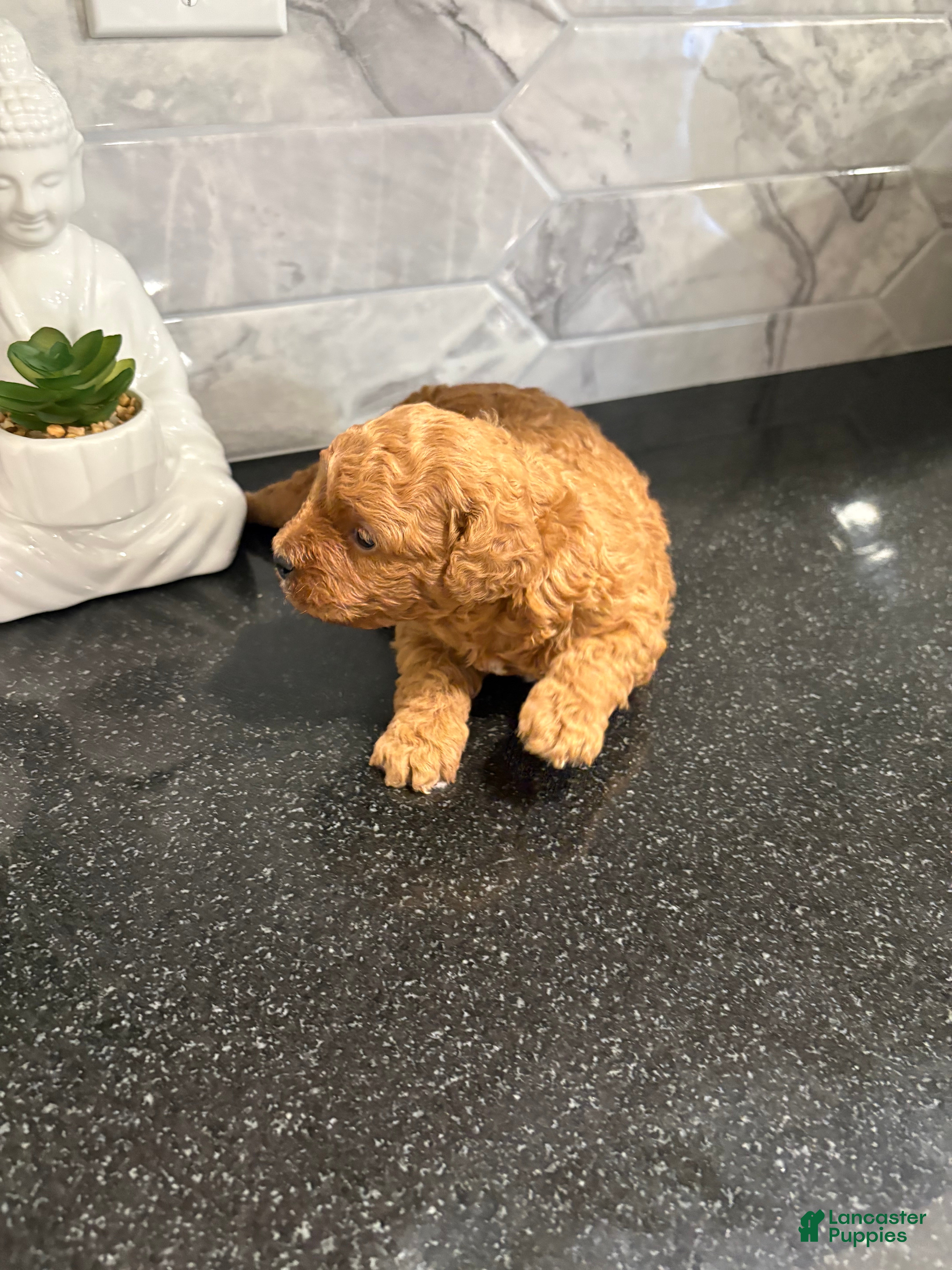 Toy Poodle dogs Toy Poodle 1 - Ad 1