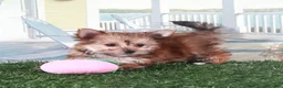 Mixed Breed dogs for sale: Duchess-Regal Little Female Havayork Puppy - Ad 2