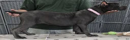 Cane Corso dogs for sale:  Light Pink Girl - Ad 4