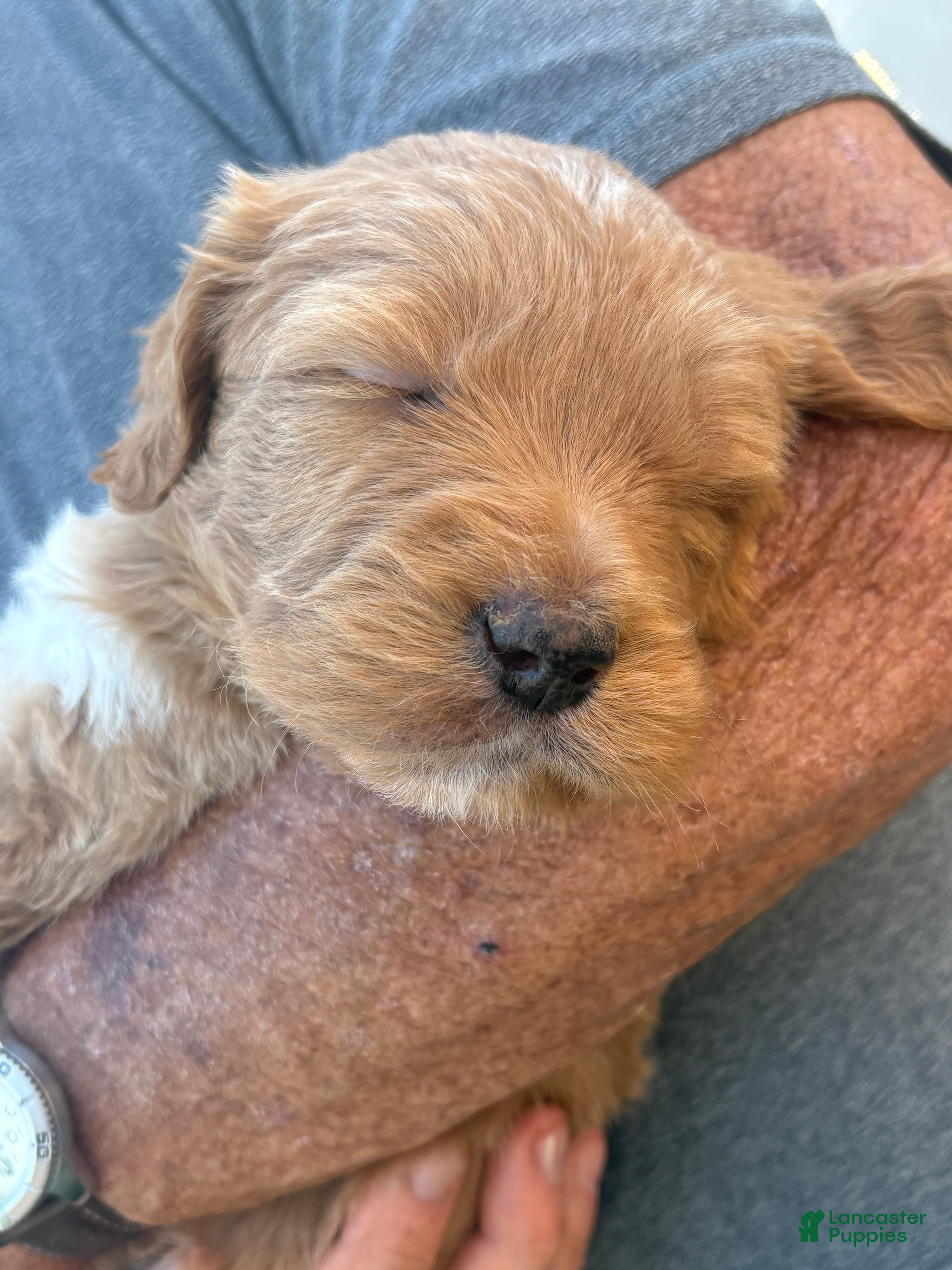 Goldendoodle dogs Benny - Ad 2