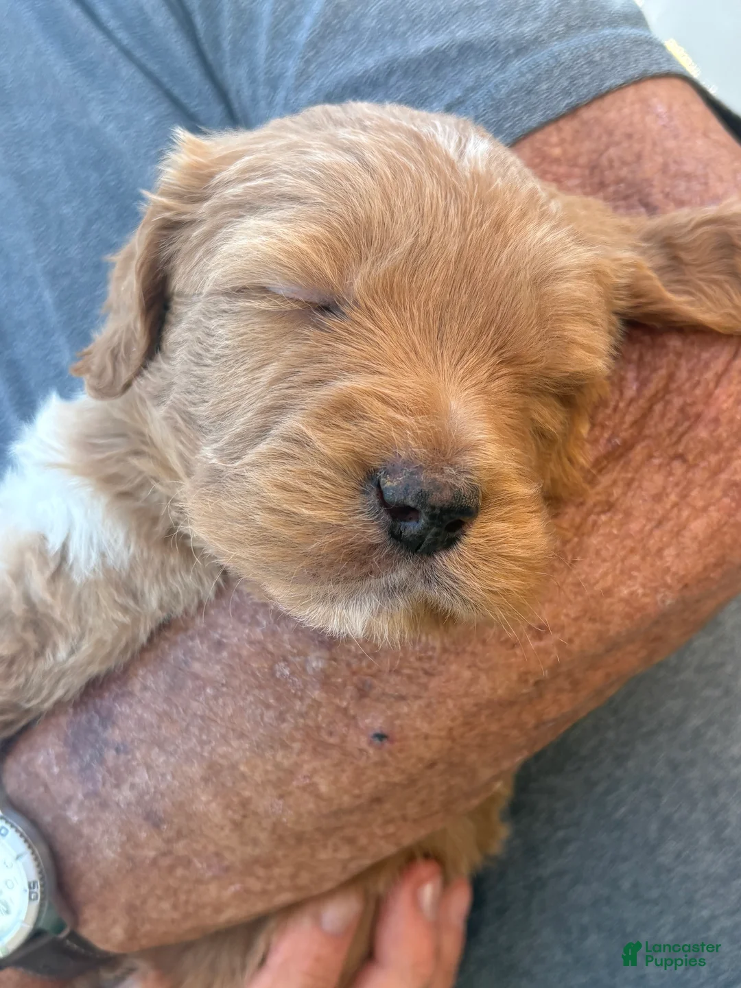 Goldendoodle dogs for sale: Benny - Ad 2