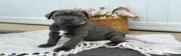 Cane Corso dogs for sale: Bruno - Ad 7
