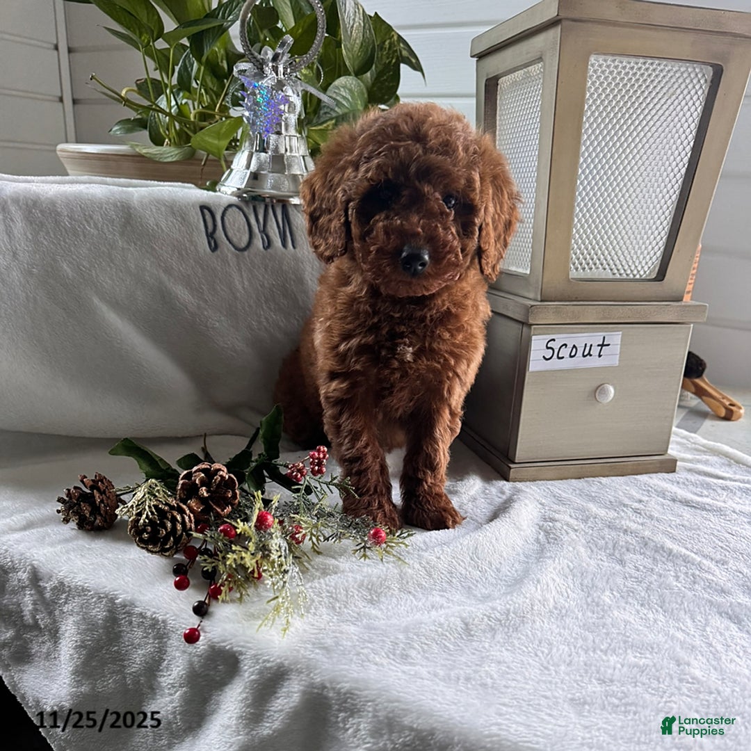 Miniature Poodle dogs for sale: Scout - Ad 1