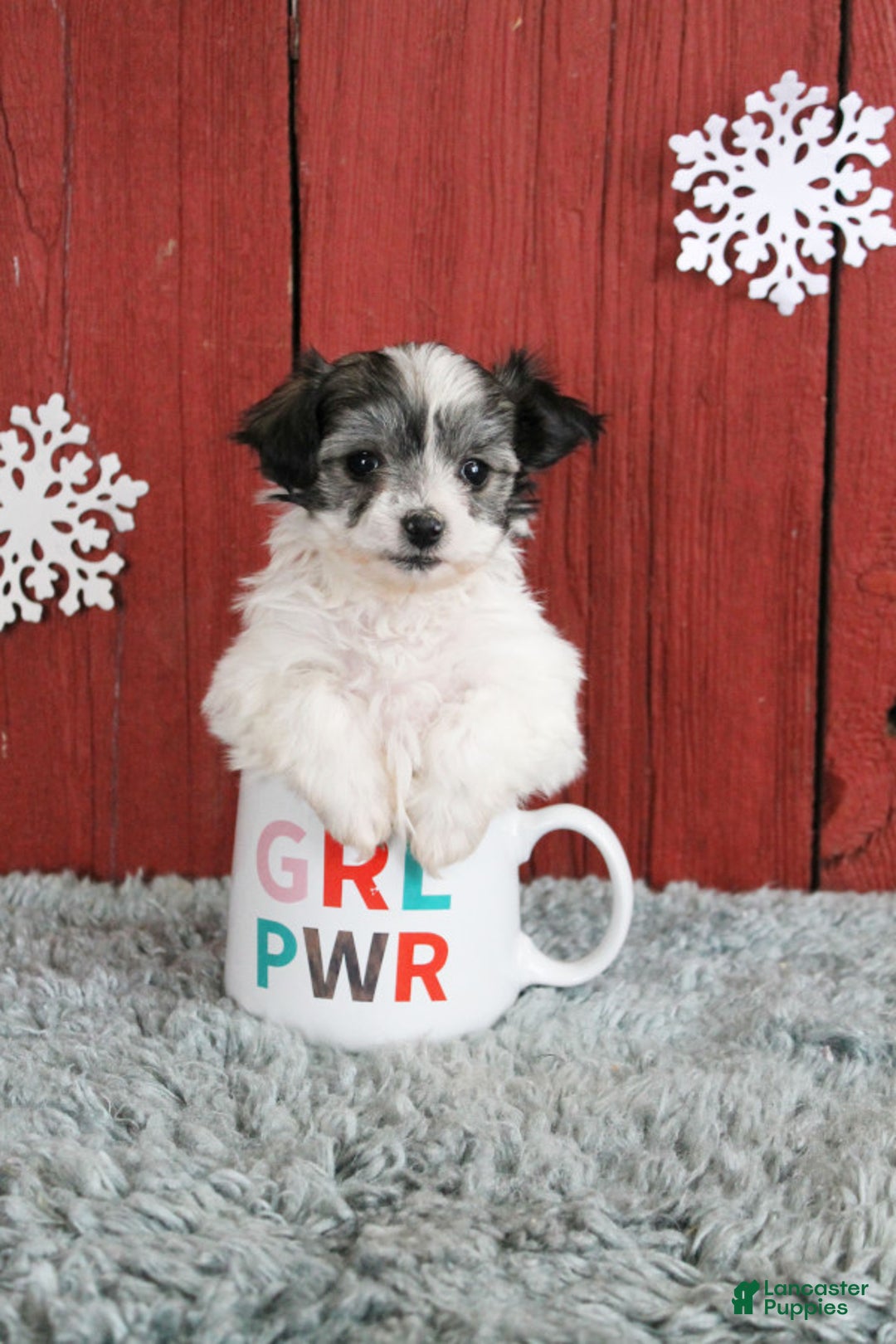 Gallery Image {{count}}