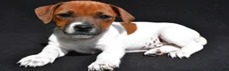 Jack Russell Terrier dogs for sale: Lexy - Ad 7