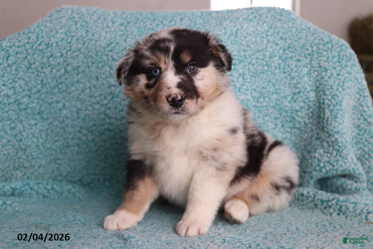 Australian Shepherd dogs for sale: Lily - Ad 3
