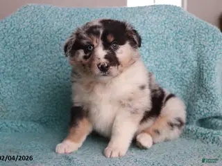 Australian Shepherd dogs for sale: Lily - Ad 3