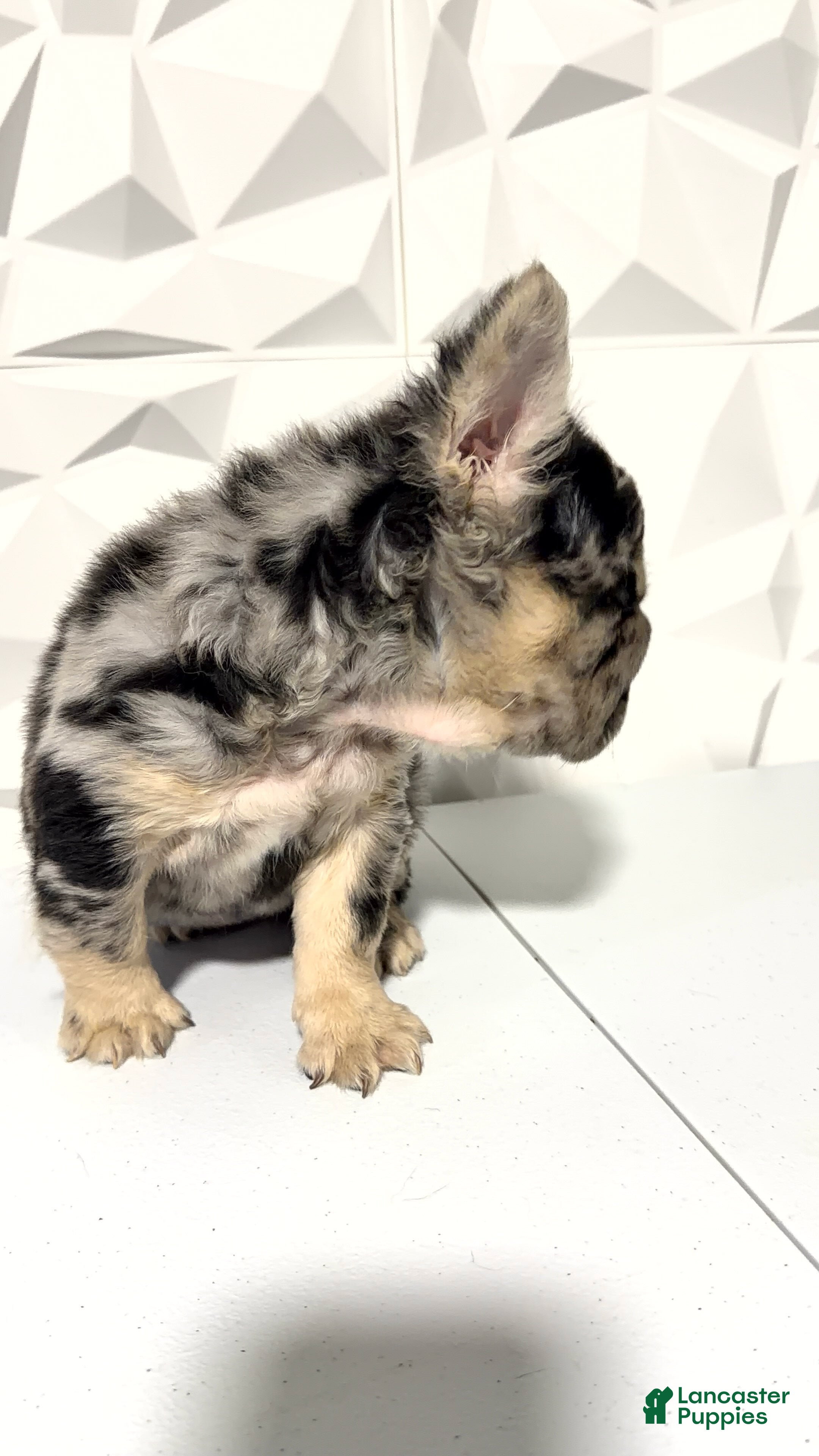 French Bulldog dogs Girl - Ad 2