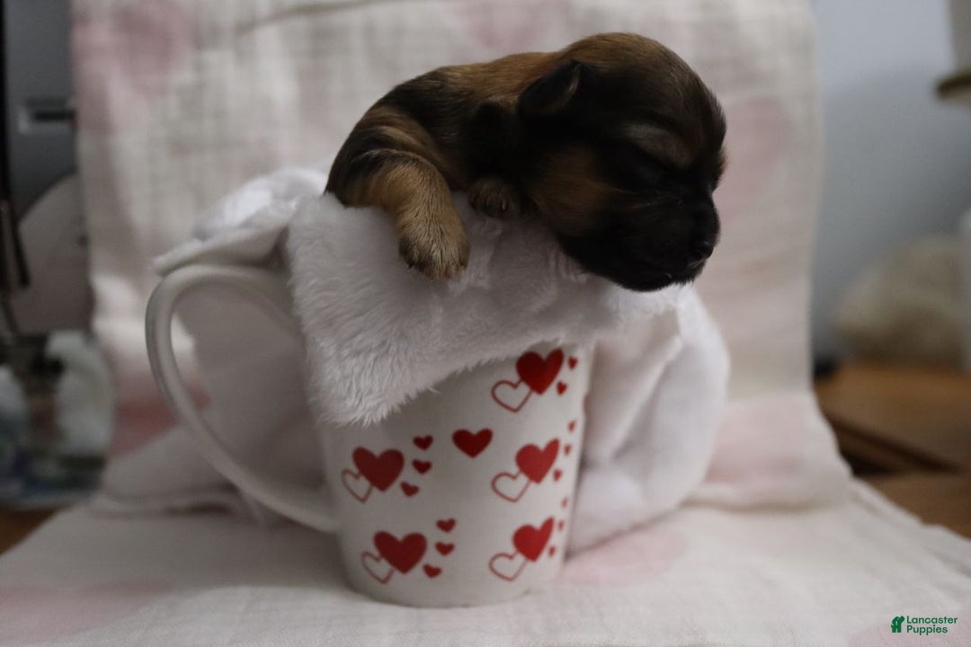 Havanese dogs for sale: Honey - Ad 11