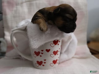 Havanese dogs - Ad 39