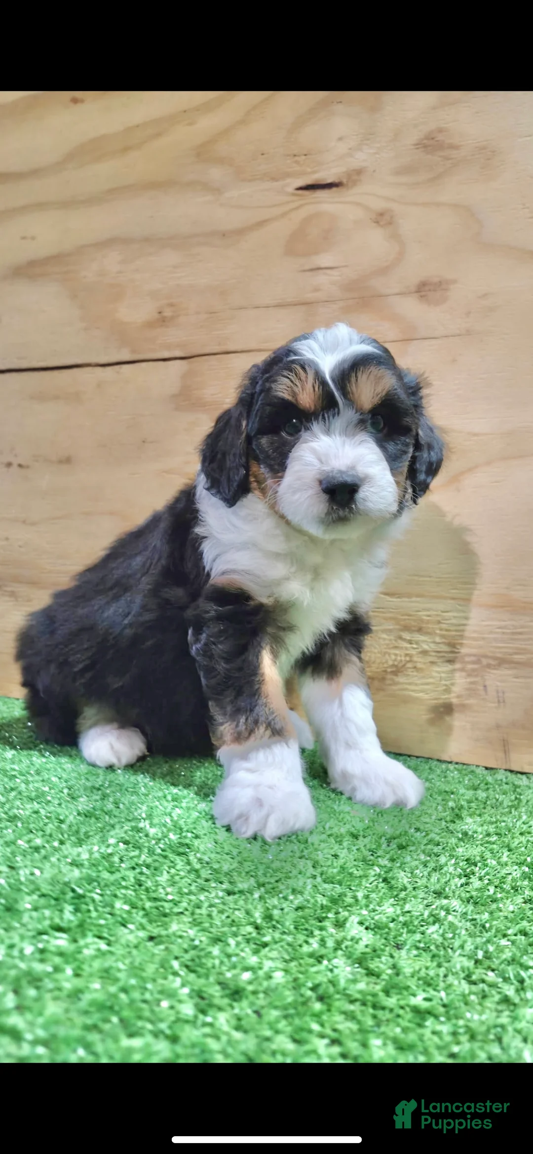 Mini Aussiedoodle dogs for sale: Mini Aussiedoodle Puppy 1 - Ad 1