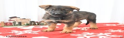 German Shepherd dogs for sale: Lucky  - Ad 1