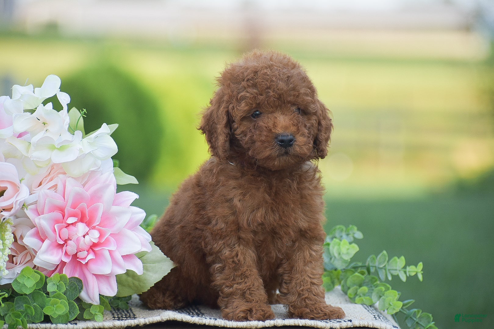 Mini Goldendoodle dogs Owen (F1BB) - Ad 2